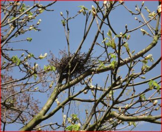 Amsterdamse bomen in kaart gebracht