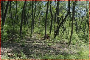 hout uit het bos