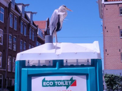 Reiger in de Willemstraat