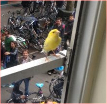 Kanarie zoek in de Pijp